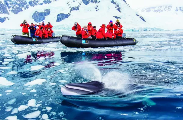 Travelers catching a glimpse of a Minke Whale on a zodiac trip.