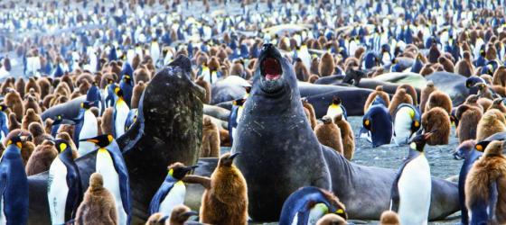 Elephant seals hanging out with a colony of penguins.