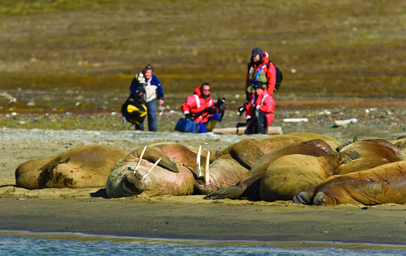 Travelers photographing walrus relaxing on the bank.