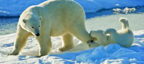 A polar bear and her playful cub.