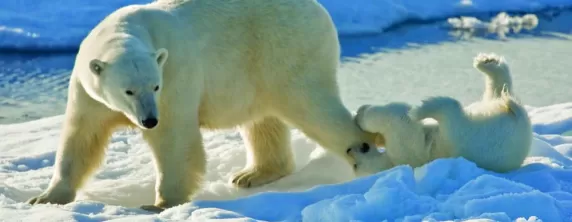 A polar bear and her playful cub.