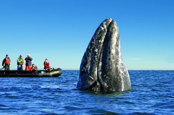 The incredible California Gray Whale emerges from the water.