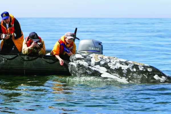 Travelers interacting with the incredibly friendly California Gray Whale.
