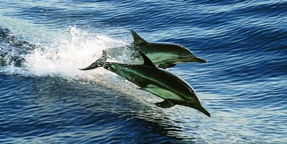 Dolphins race through the water in Baja.