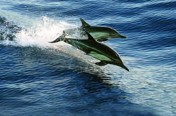 Dolphins race through the water in Baja.