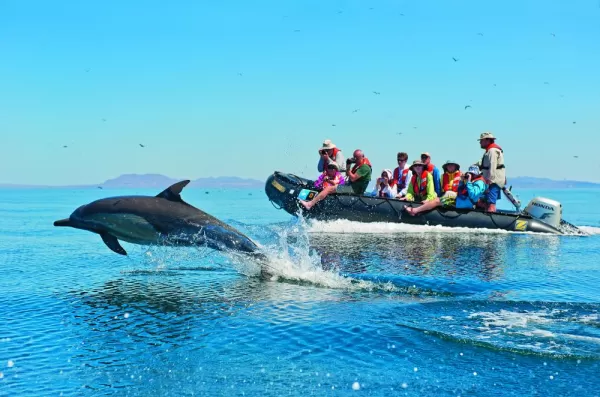 Following dolphins across the ocean in a zodiac.