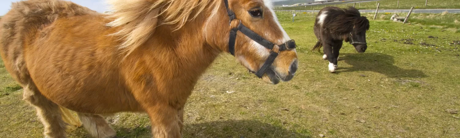 Shetland pony in the Shetland Isles.