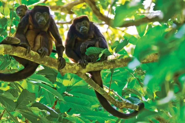 The Golden-Mantled Howler Monkey stares down at the camera.