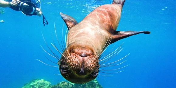 Snorkel on the Endeavour with the sea lions.