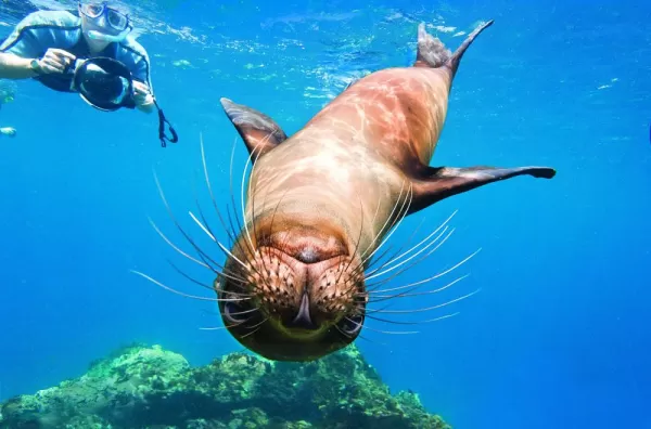 Snorkel on the Endeavour with the sea lions.