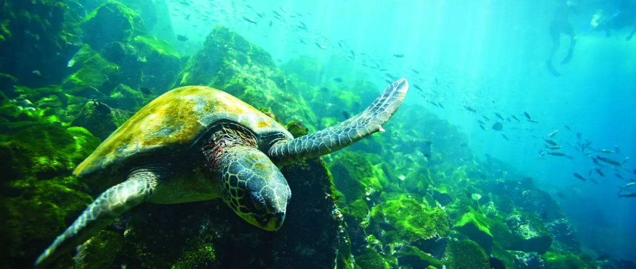 A Green Sea Turtle swimming around the reefs.