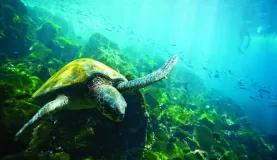 A Green Sea Turtle swimming around the reefs.