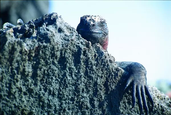 A Marine Iguana peeks over a rock.
