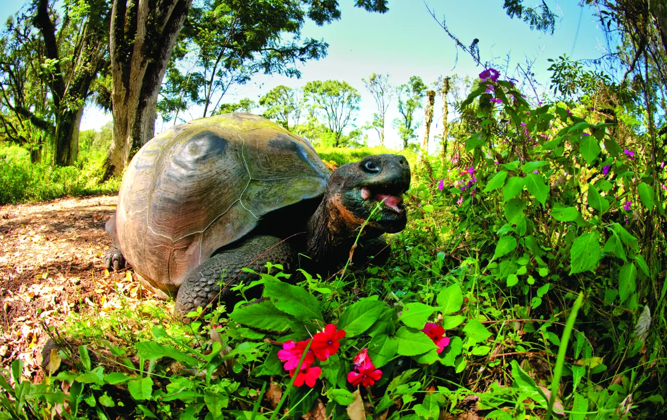 A Giant Tortoise munches on some local foliage.