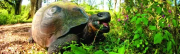 A Giant Tortoise munches on some local foliage.