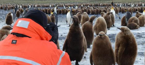 Traveling taking pictures of king penguin chicks.