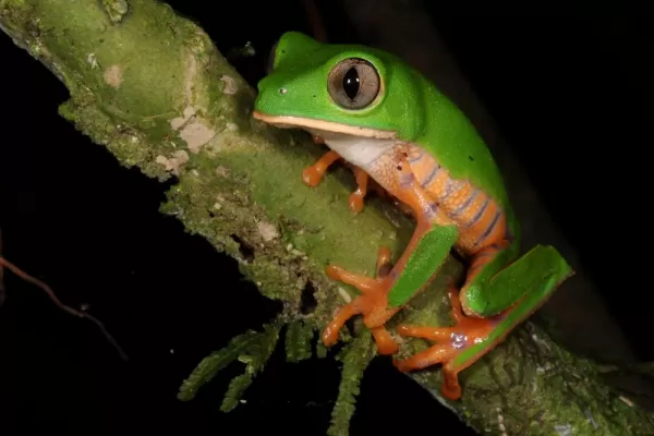A tree frog in Madidi National Park at Chalalan Ecolodge