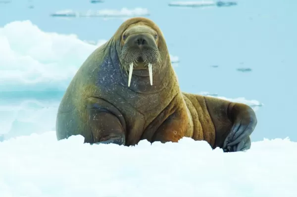 A walrus hangs out in the snow.