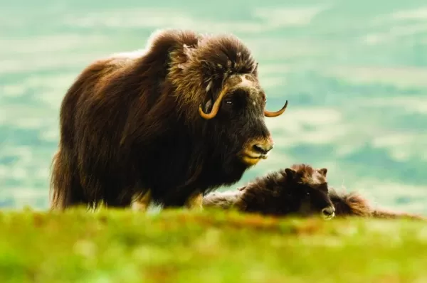 A musk ox and her calf relax on the arctic plains.