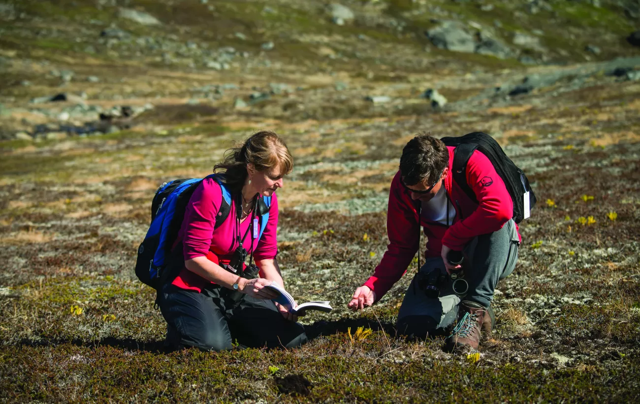 Travelers studing local plants in the tundra.