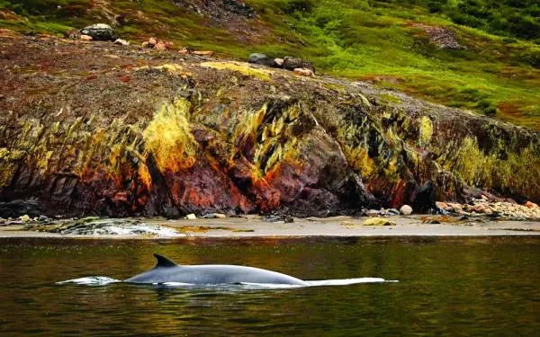 The White-Beaked Dolphin swimming by the Greenland coast.