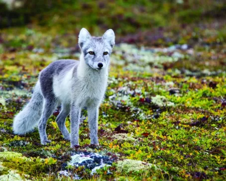 An arctic fox looks across the tundra.