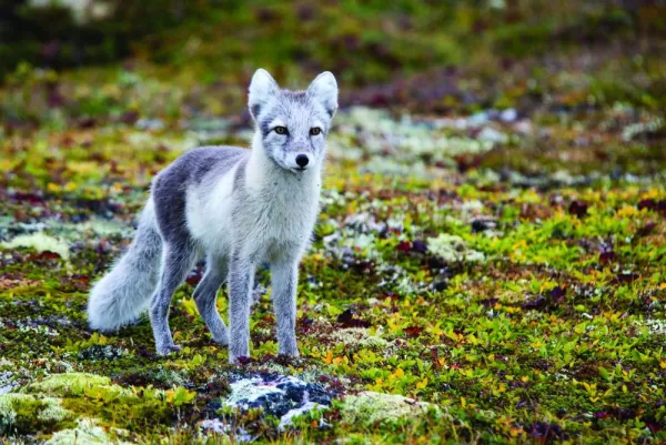 An arctic fox looks across the tundra.