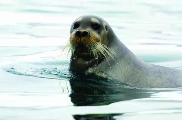 A sea lion swims in the cold waters.