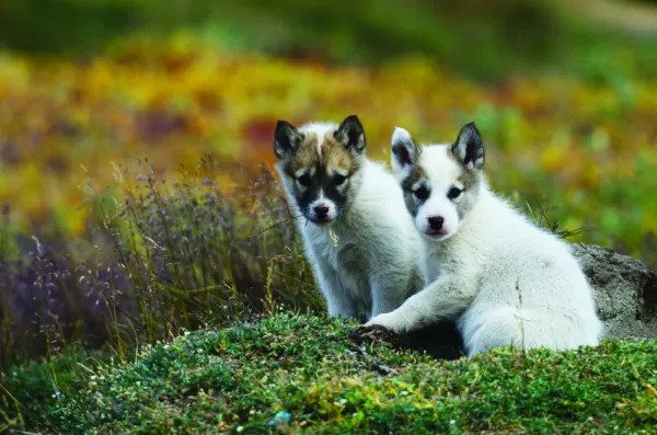 Pups hang out in the arctic tundra.