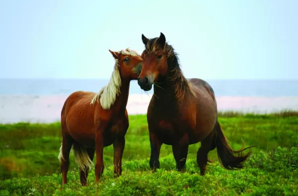 Wild horses on Sable Island.