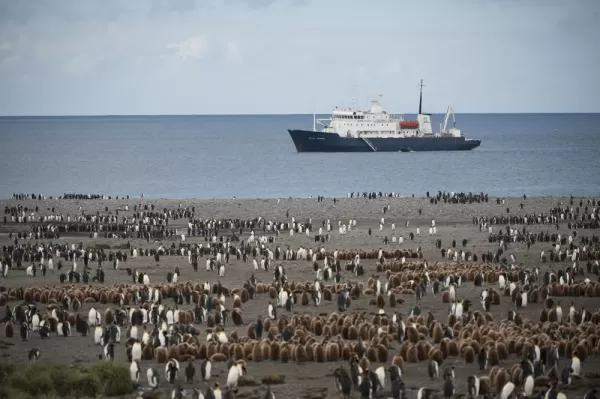 The Polar Pioneer sits off a beach that is covered in penguins.