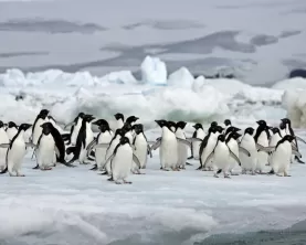 A penguin colony hanging out on the ice.