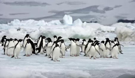 A penguin colony hanging out on the ice.