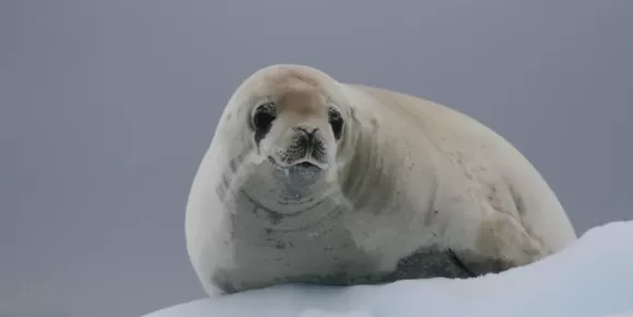 A seal sits on snow.
