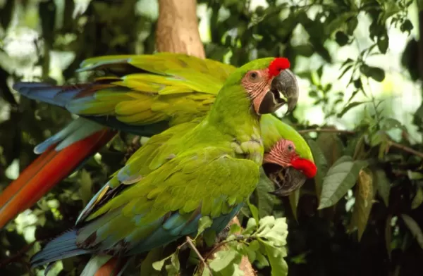 Two beautiful parrots are perched in a tree.