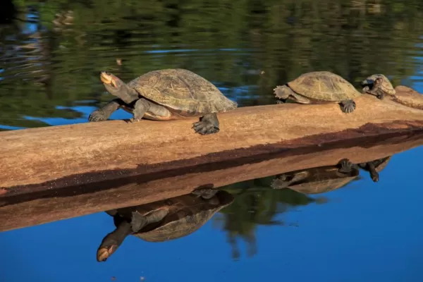Three turtles hitch a ride on a log down the river.