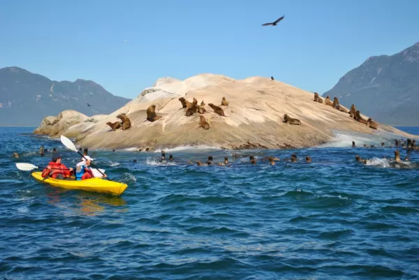 Travelers kayak past a tiny island covered with sea lions.