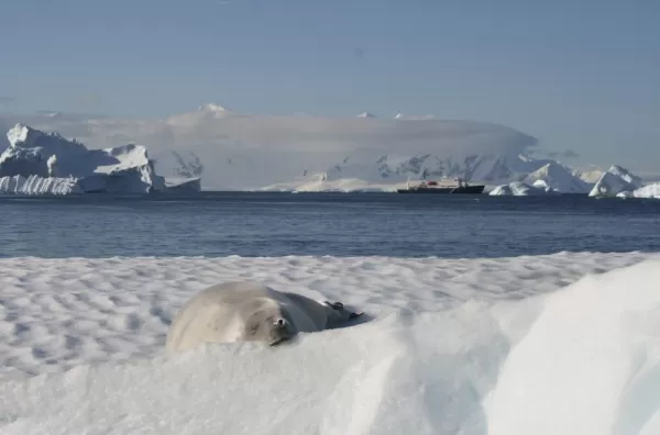 A seal sleeping on a mound of snow.