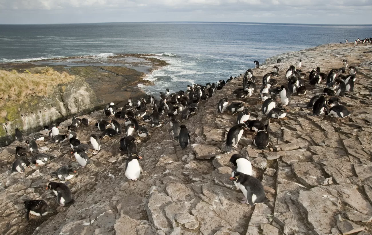 Rockhopper penguins hanging out on the rocky coast.