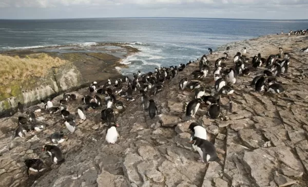 Rockhopper penguins hanging out on the rocky coast.