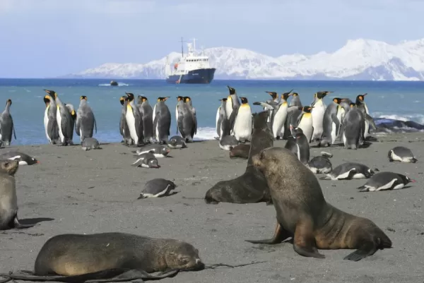 Seals and penguins hanging together on the beach.