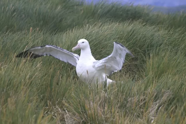 An Albatross in the grass.