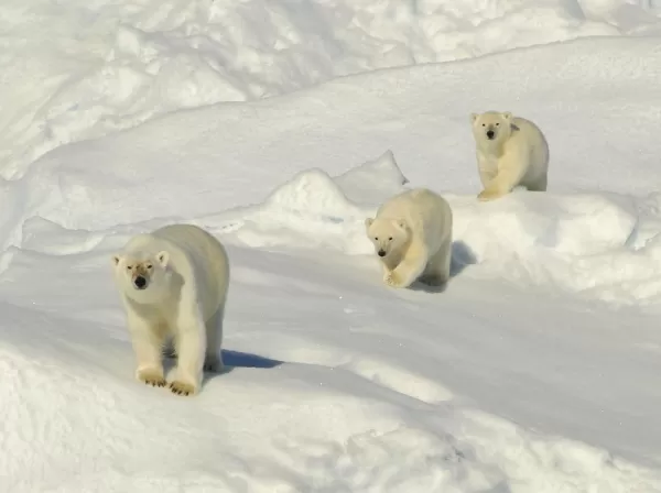 A group of polar bears make their way through the snow.
