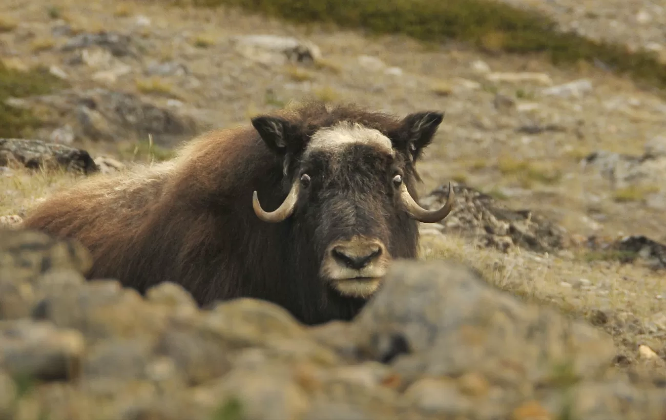 A Musk Ox stares at the camera from the tundra.