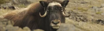 A Musk Ox stares at the camera from the tundra.