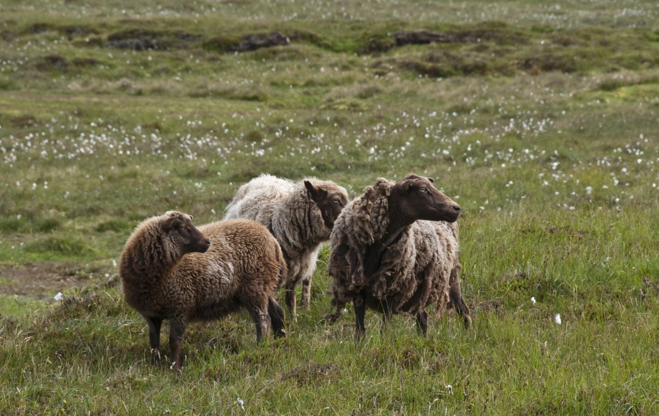 Sheep in the fields of Scotland.