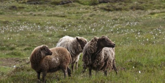 Sheep in the fields of Scotland.