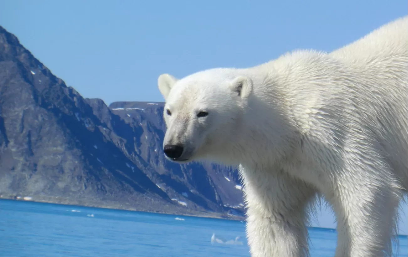 An polar bear makes its way across the rocks.