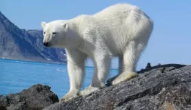 An polar bear makes its way across the rocks.