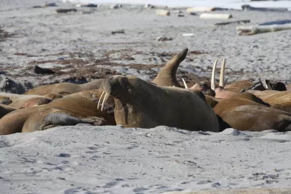 Walruses playing around on the beach.